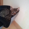 里親募集 サムネイル6