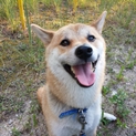 元気な柴犬の里親を探してます！