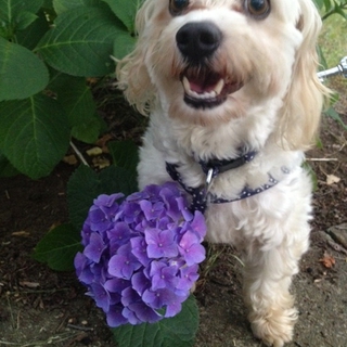 ★【里親募集中】かわいいマルチーズ★