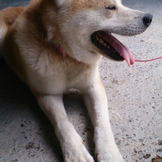 秋田犬 ５才 ♂