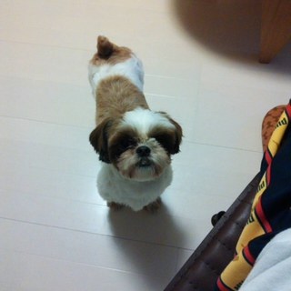 子犬のお母さん、お父さん募集中！