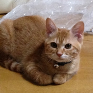 飼育道具（トイレ、くし等）も一緒に。