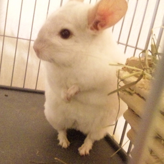 チンチラ（ホワイト）1歳♂の里親募集です。