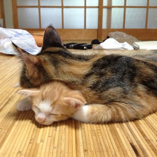子猫で可愛いです！！