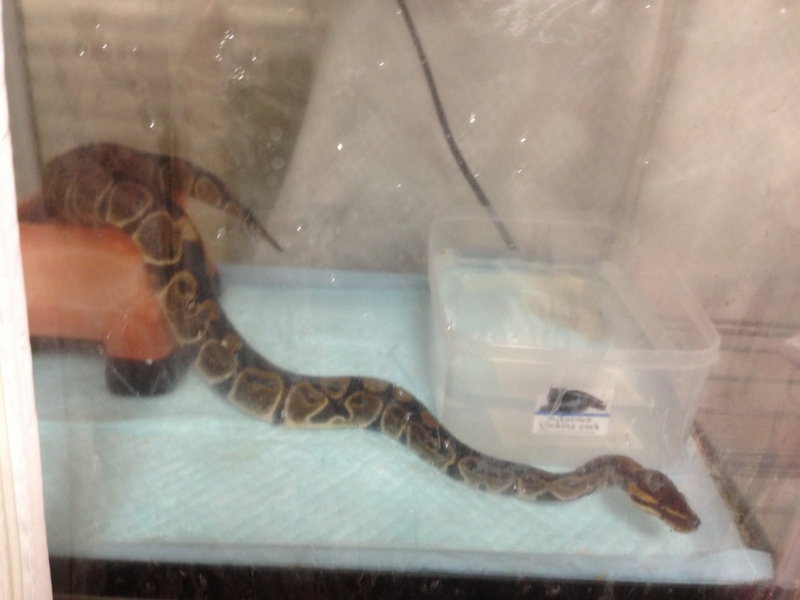 ボールパイソン 千葉県 爬虫類 他の里親募集 052 ペットのおうち 月間利用者150万人 ボールパイソン 千葉県 爬虫類 他の里親募集 052 ペットのおうち 月間利用者150万人