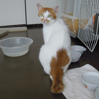 猫さんの里親募集