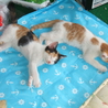 ちっちゃな麿眉　白茶　オス サムネイル3