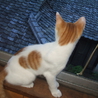 ちっちゃな麿眉　白茶　オス サムネイル2
