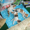 ちっちゃな麿眉　白茶　オス サムネイル4
