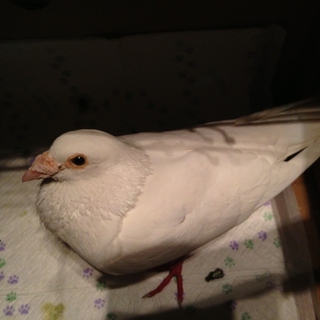 白鳩の里親様を探しています