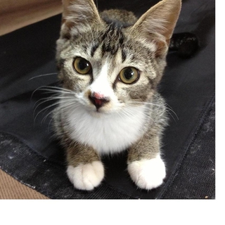 可愛い子猫　ｵｽ　しつけ完璧