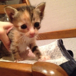 子猫ちゃんの里親になっていただける方を探しています