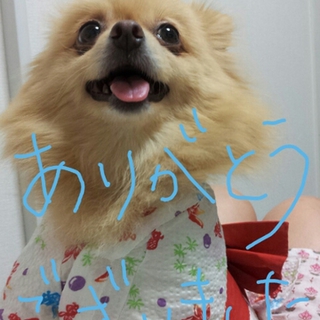 わんこ達の優しい飼い主様募集しています。