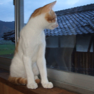 白茶　ﾊｰﾄﾏｰｸ　生後3ヶ月くらい　オス