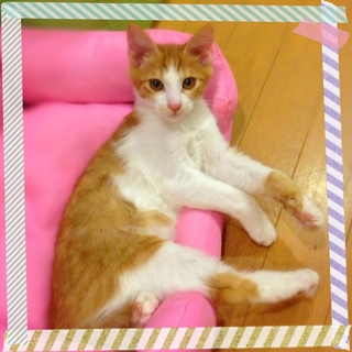 子猫の里親募集
