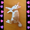 子猫の里親募集 サムネイル2