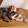 子猫の里親募集 サムネイル3
