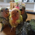 コザクラインコの雛　里親さん募集