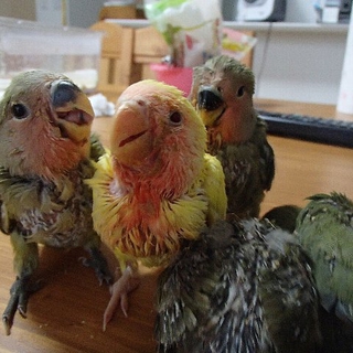 コザクラインコの雛　里親さん募集