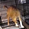 ダックスmix♂ 子犬 イチローくん サムネイル5