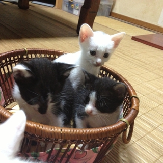 生後一ヶ月。子猫の里親募集です。