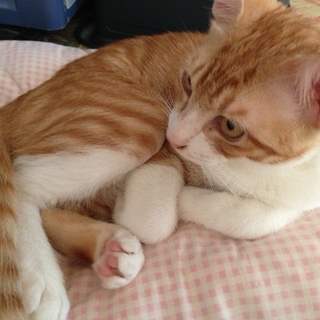 子猫の里親を募集しております