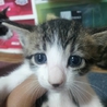 子猫 一ヶ月 サムネイル2