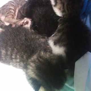 ベビー猫ちゃんの里親さん募集です！