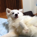 柴犬ミックス シロです。