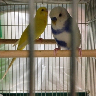 インコのペア　里親募集です☆