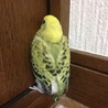 セキセイインコペア生後一ヶ月ひとりえさ☆ サムネイル2