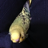 セキセイインコペア生後一ヶ月ひとりえさ☆ サムネイル3