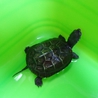 クサガメの里親さんが決まりました！ サムネイル2