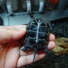 クサガメの里親さんが決まりました！ サムネイル4