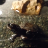 クサガメの里親さんが決まりました！ サムネイル5