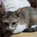家族に