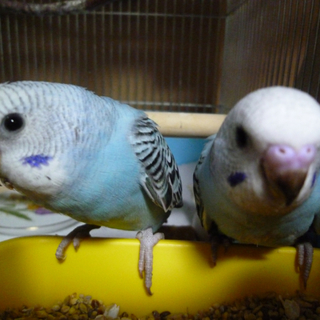 セキセイインコ里親様募集