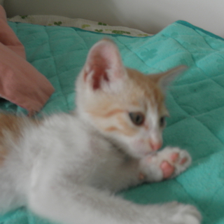 かわいいトラの子猫です！