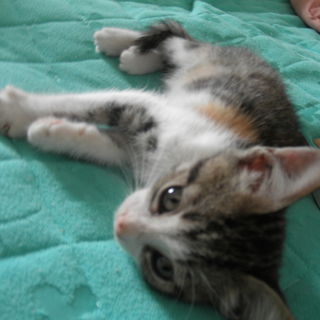 かわいい三毛猫の子猫です！