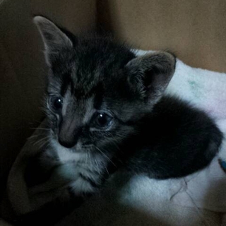 子猫の里親さま募集です！