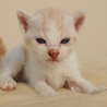 子猫の里親募集 サムネイル2
