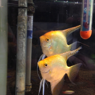 ゴールデンエンゼル　ぺア　里親募集中！！