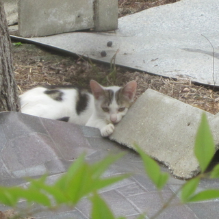 子猫の里親募集