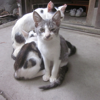 子猫の里親募集　その２