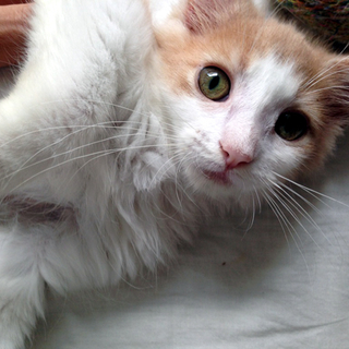 メインクーン♀子猫三ヶ月・ワクチン接種済