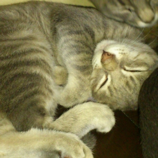 可愛い子猫の里親さんを募集します！