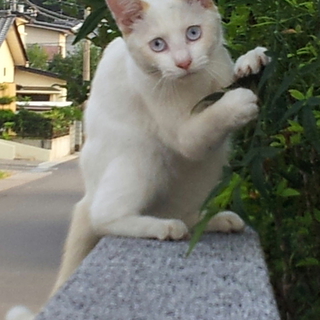 緊急　里親様、一時預かり様　福島県郡山市