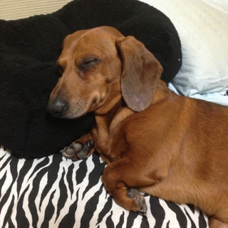 スムースダックス を含む犬の里親募集情報 ペットのおうち 月間利用者150万人 スムースダックス を含む犬の里親募集情報 ペットのおうち 月間利用者150万人