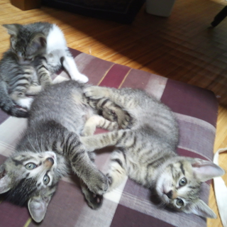 2013.7.2生まれ子猫４匹もらってください