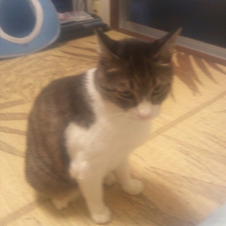 大至急お願いします。